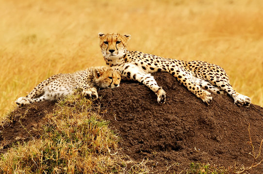 Cheetahs on the Masai Mara in Africa