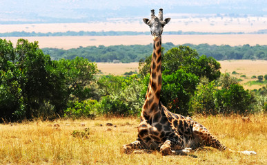 Giraffe on the Masai Mara in Africa