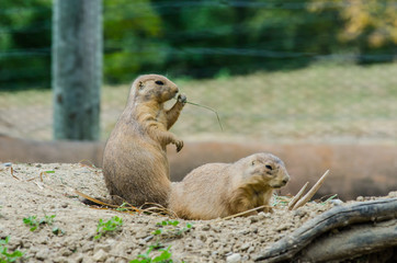 Black Tailed Prairie Dogs