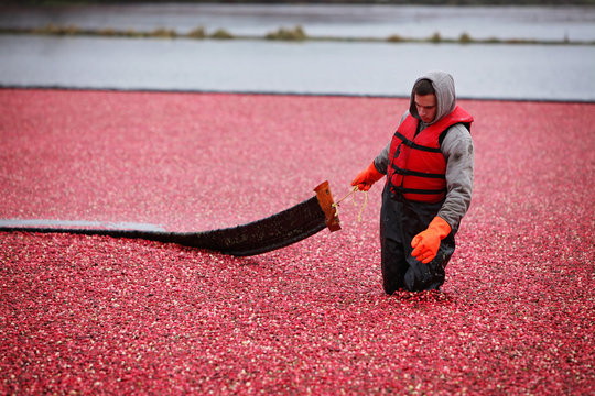 Cranberry Harvesting