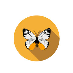 vector of Butterfly