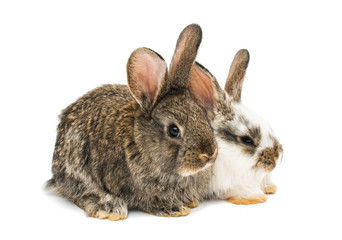 little rabbits