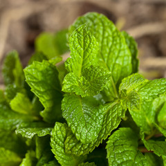 Bunch of fresh green mint on wooden background. Selective focus.