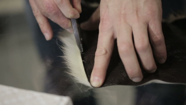 Man sews clothes. He cut a piece of skin with fur. Close up