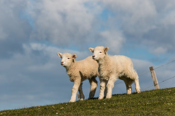 curious newborn lambs