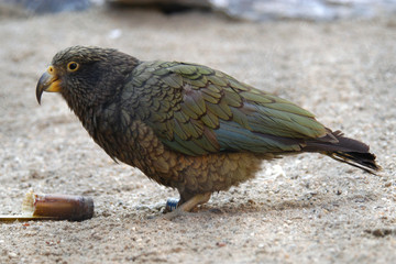 Kea parrot (Nestor notabilis).