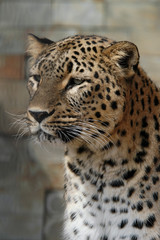 Persian leopard (Panthera pardus saxicolor). .