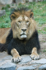 Obraz na płótnie Canvas Barbary lion (Panthera leo leo)..