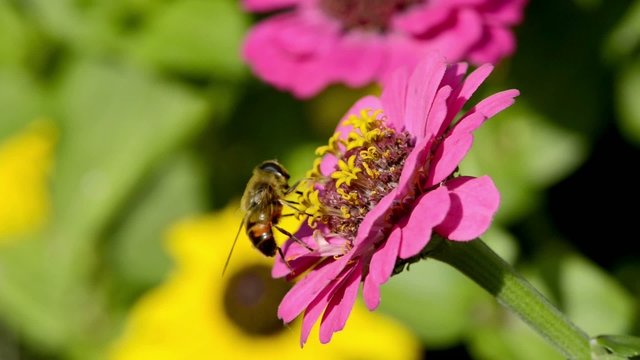 Biene auf Zinnie