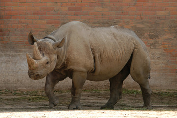 Obraz premium Black rhinoceros (Diceros bicornis)..