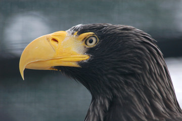 Steller's sea eagle (Haliaeetus pelagicus)..