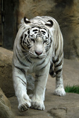 Fototapeta na wymiar White tiger (Panthera tigris tigris)..