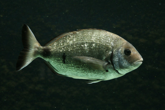 Salema porgy fish (Sarpa salpa)..