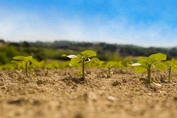 Three plants of sunflower