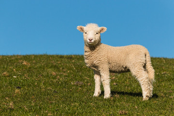 curious lamb against blue sky