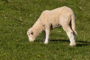 Obraz premium isolated lamb grazing on fresh meadow
