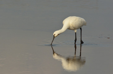 spatola (Platalea leucorodia) nello stagno