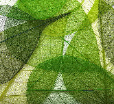 Macro green leaves