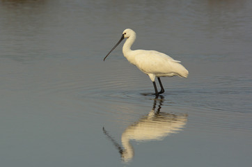 spatola (Platalea leucorodia) nello stagno