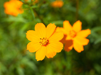 close up of cosmos flowers  in the garden