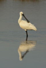 spatola (Platalea leucorodia) toelettatura piumaggio