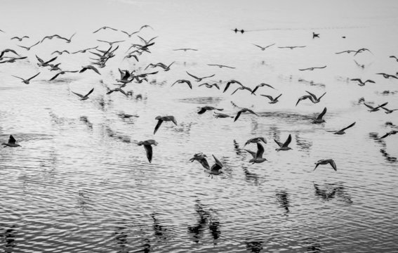 Seagulls in motion, black and white fine art image