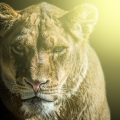Fototapeta premium lioness portrait