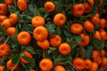 Oranges fruits at tangerine trees