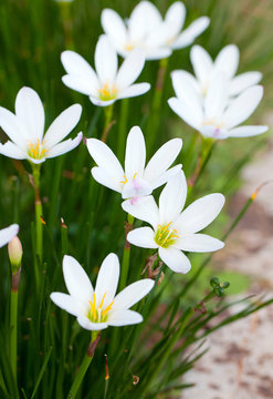 Fototapeta White hosta flowers in the garden