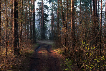 Obraz premium Sunlight in the green forest, spring time