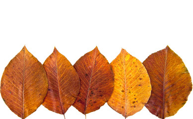 bright autumn leaf,