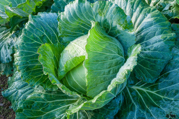 Obraz premium head of cabbage in the vegetable garden