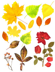 Obraz premium Autumn leafs and dry rose