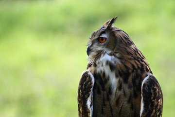 Great-Horned Owl