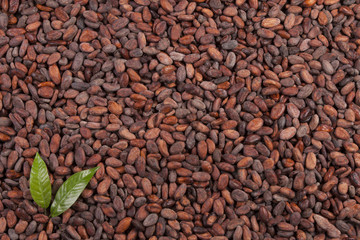 cocoa beans background with leaf