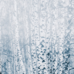 birch trunks of trees