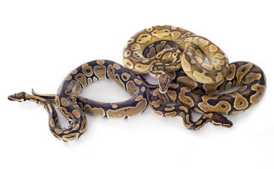 Python regius