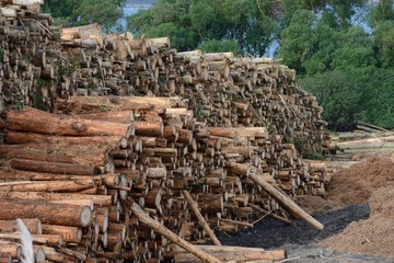 logs stacked on the woodworking factory