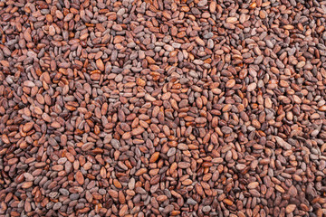 cocoa beans background