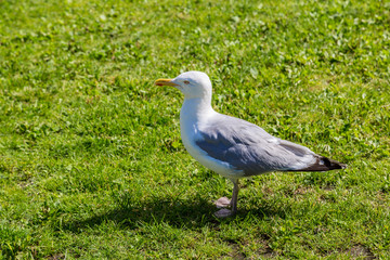 Gull on a grass