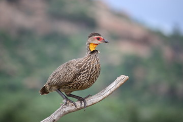 Gelbkehlfrankolin auf Ast