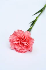 Fotobehang Mooie roze Anjer op witte achtergrond © trinetuzun