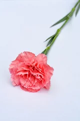 Foto op Plexiglas Mooie roze Anjer op witte achtergrond © trinetuzun