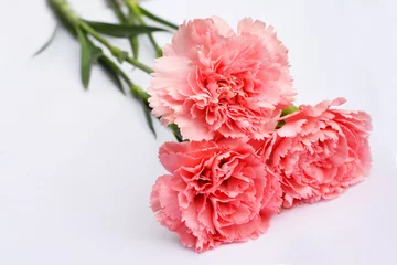 Poster Mooie  roze Anjers rozen op witte achtergrond © trinetuzun