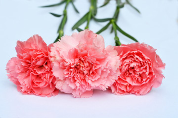 Fototapeta na wymiar Mooie roze Anjers rozen op witte achtergrond