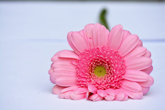 Lichtroze grote Gerbera op witte achtergrond