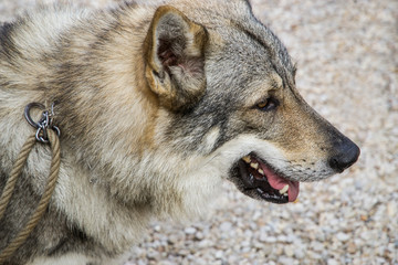 Maschio di cane lupo cecoslovacco
