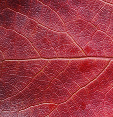 Naklejka na ściany i meble Autumn red leaf