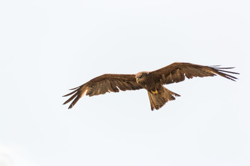 Amora in flight