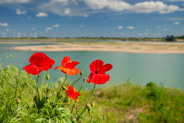 Obraz premium Mohnblumen vor einem See